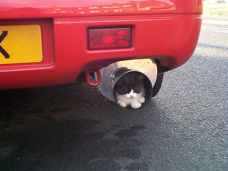 Cat in Exhaust Pipe